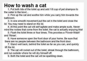 Wash a cat.jpg