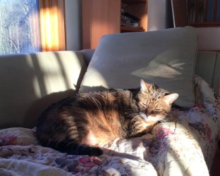 Last pic of Joe, Friday Jan. 13, 2017 sm.jpg