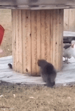 g4q6T01B_o.gif