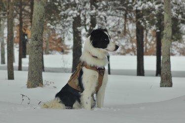 2021-02-15 Daisy 36.jpg