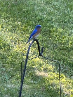 IMG_1709.jpeg
