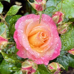 IMG_9418.jpeg