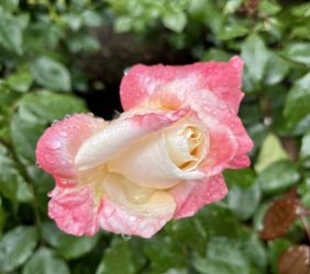 IMG_9409.jpeg