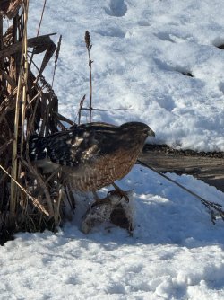 IMG_1273.jpeg