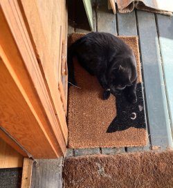 Smudge on cat rug.jpg