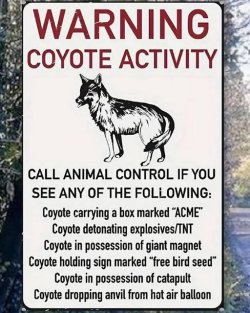 coyote.jpg