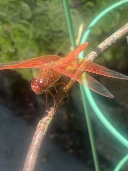 IMG_1844.jpeg