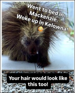 Bad hair day.jpg