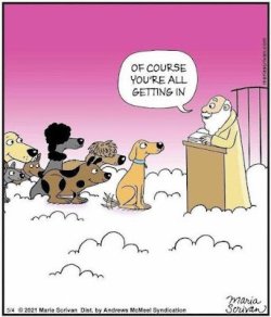 DOGS.jpg