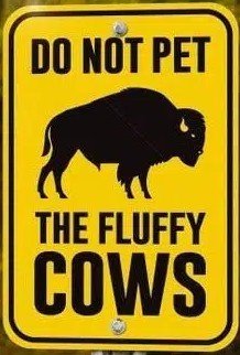 Fluffy cows.jpg