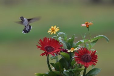 12 Backyard.jpg