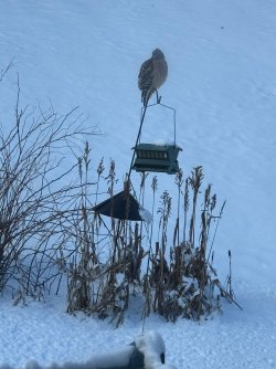 IMG_1416.jpeg