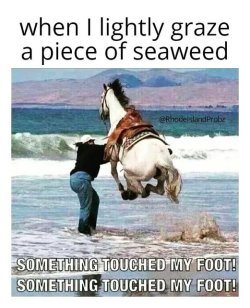 seaweed.jpg