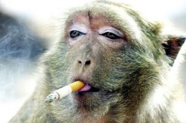 Monkeysmoke2.jpg