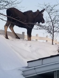 moose-roof.jpg