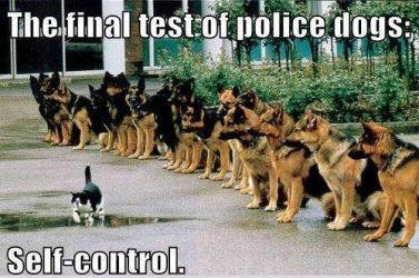 police dogs.jpg