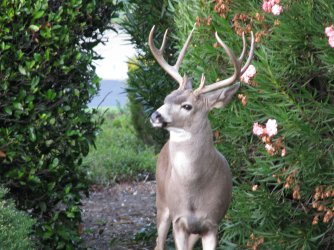 buck1.jpg