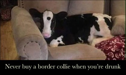 Border Collie.jpg