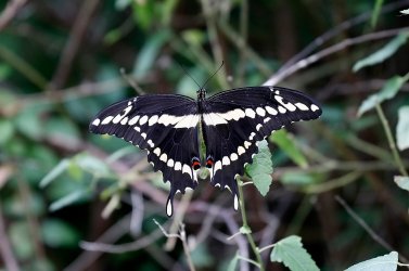 ButterflyGiantSwallowtail5.jpg
