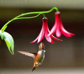 DSC_2585e.JPG