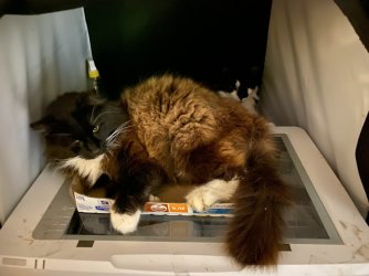 Scanner cats.jpg