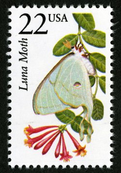 Luna moth stamp.jpg