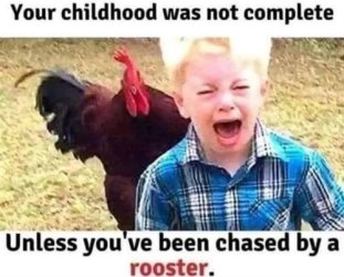 chased-by-rooster-forum.jpg