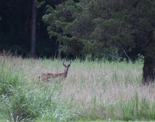 IMG_1592.JPG