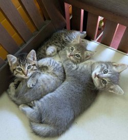 Jocelyn's new kitties.JPG