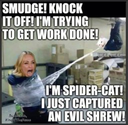 spider cat.jpg