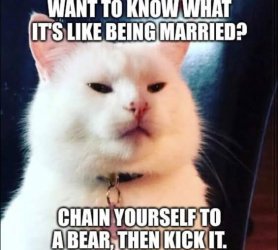 smudge bear.jpg