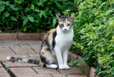ScruffyKitty27.jpg