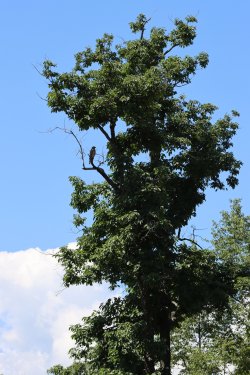 IMG_1666.JPG