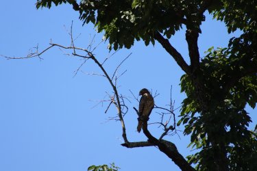 IMG_1645.JPG