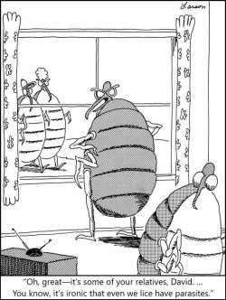 lice.jpg