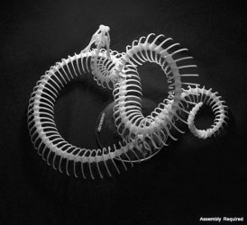 Rattlesnake-Skeleton-Kit-3-2687311053.jpg