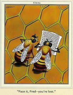 Lost bees.jpg