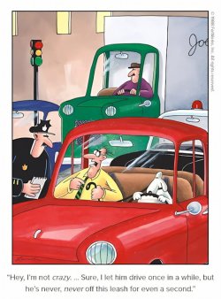 Dog driver.jpg