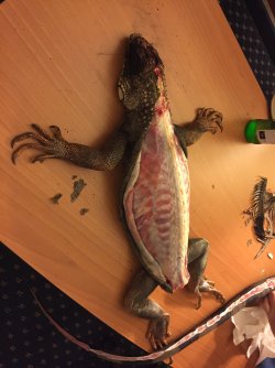 IMG_3824.jpeg