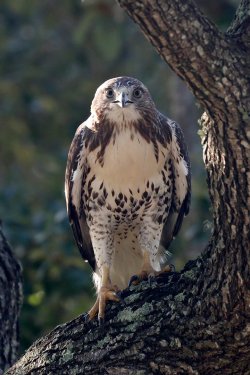 HawkRedtailJuve1.jpg