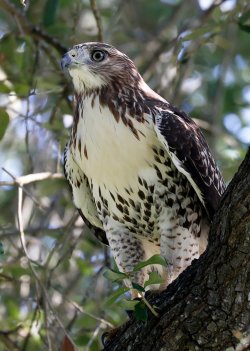 HawkRedtailJuve3.jpg