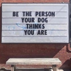 DOG.jpg
