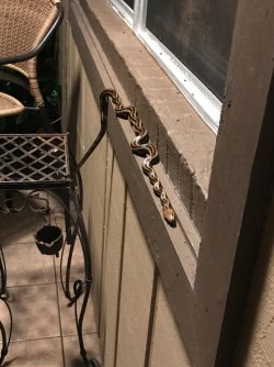 ratsnake.jpg
