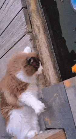 1000006067.gif