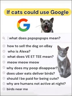 Cats' Google searches.jpg