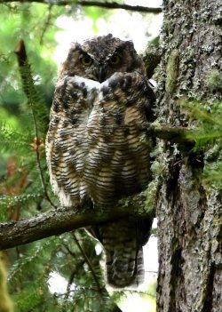 Sandra's Barred Owl.jpg