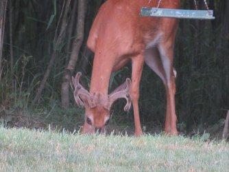 IMG_7905 - Copy.JPG
