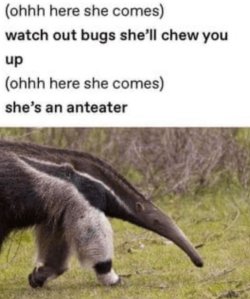 shes-an-anteater.jpg