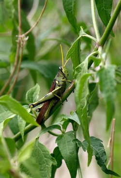 ObscureBirdGrasshopper1.jpg