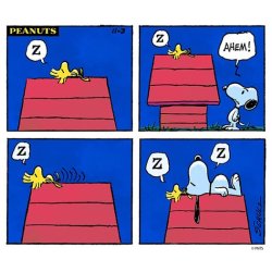 snoopy sleep.jpg